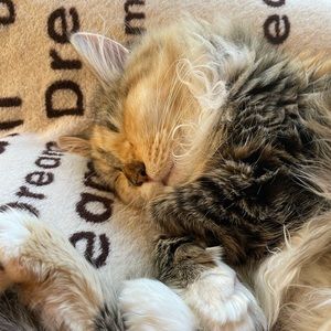 Meet your Posher, Anya